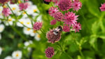 sommerblomster og en humle