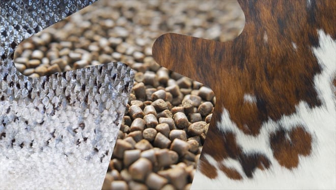 Illustrasjonsbilde satt sammen av lakse- og kuskinn samt billde av dyrefôrpellets