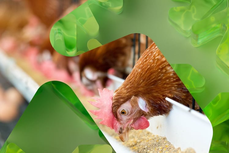 fjærkre, en høne som spiser, i