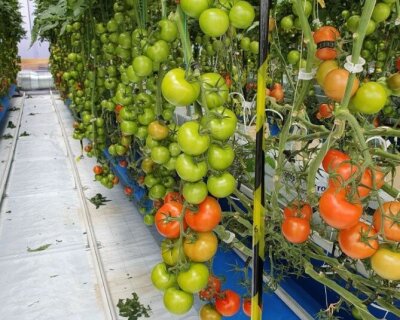 Lange ranker med umodne tomater