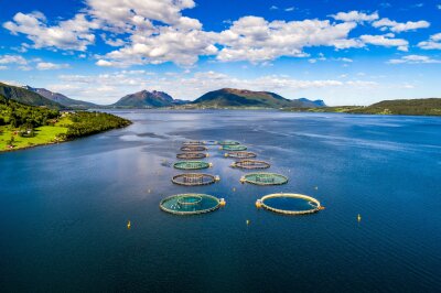 Dronebilde av laksemerder i en solfylt fjord