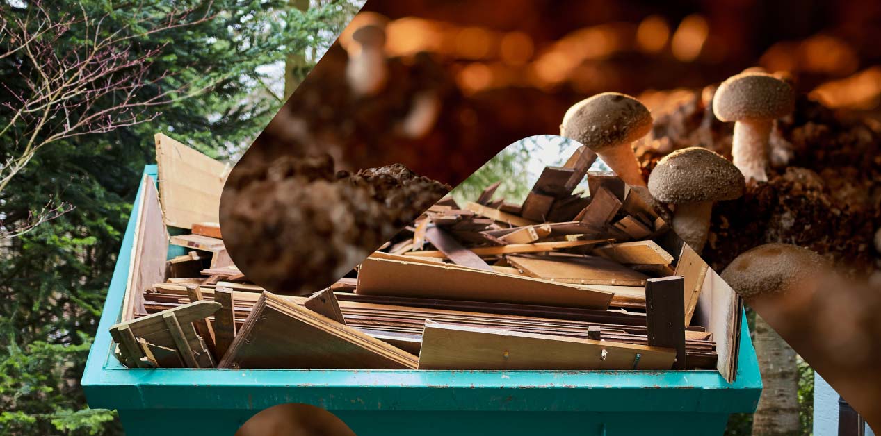 To bilder koblet sammen: en grønn avfallscontainer utendørs med kasserte treplanker og plater, og nærbilde av brune sopper som vokser i jord eller bark. 